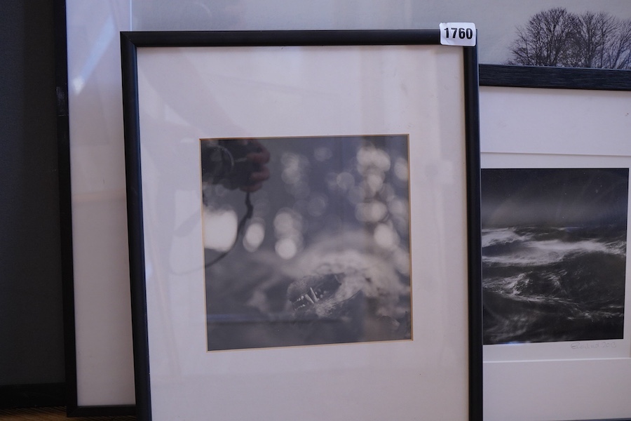Six contemporary black and white photographic prints to include waves, horses, trees and a landscape with cattle, indistinctly signed, largest 38 x 58cm